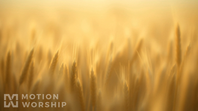 Pastoral Golden Wheat