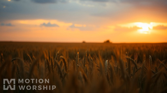 Pastoral Wheat Field