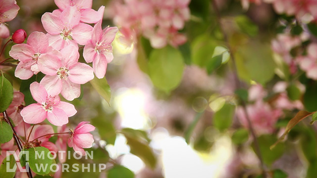 Pink Flower Tree Closeup