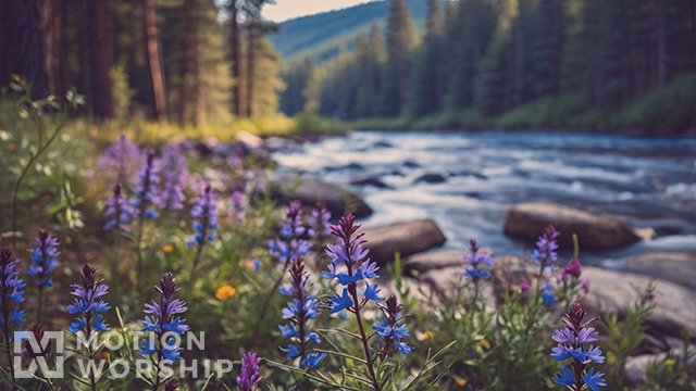 Spring Creek Blue Purple