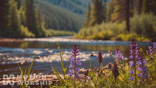 Spring Creek Purple Close