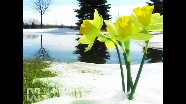 Spring Thaw