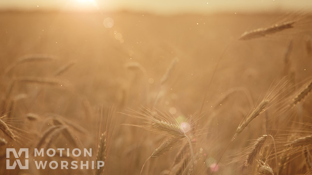 Summer Wheat Closeup Blur