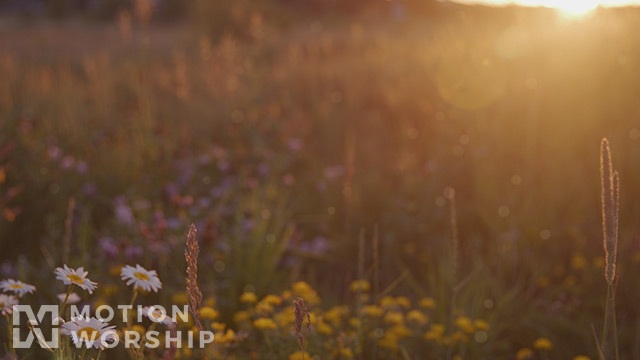 Summer Wildflowers Daisy Sunset