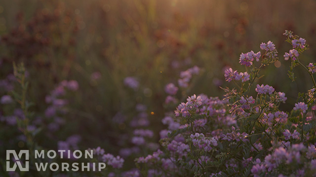 Summer Wildflowers Pink Dusk