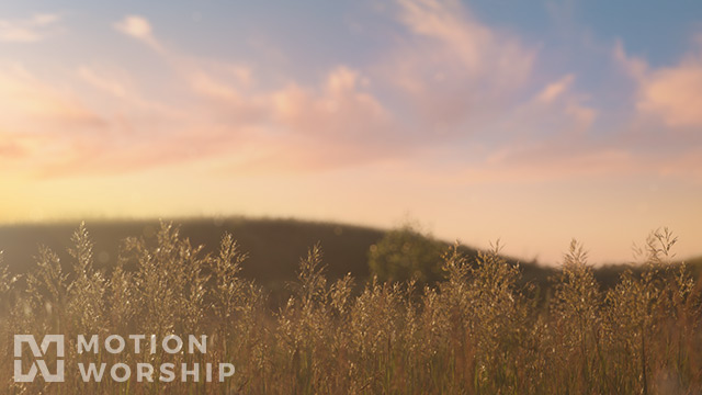 Summer Wildflowers Sunset Grass