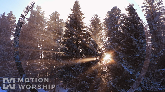 Winter Sunrise Snowy Pines