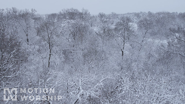 Winter Woods Close Trees