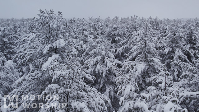 Winter Woods Pine Peaks