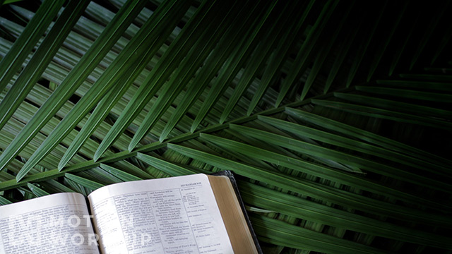 Bible Palm Branches