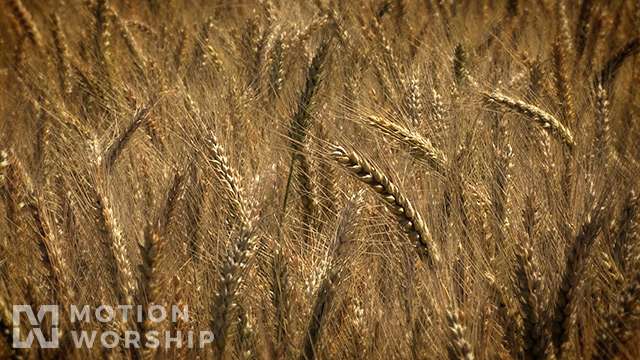 Harvest Wheat