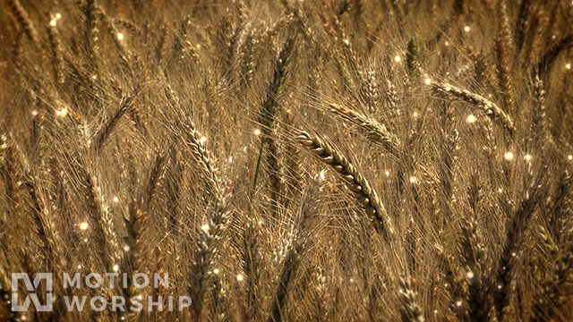 Harvest Wheat Particles