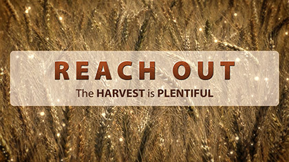 Reach Out Wheat