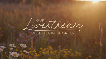 Summer Wildflowers Livestream