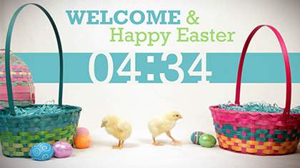Baby Chicks Easter Countdown