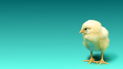 Baby Chick Blue