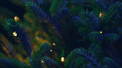 Christmas Pines Blue Green Close