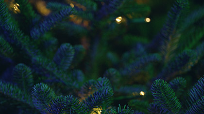 Christmas Pines Blue Green