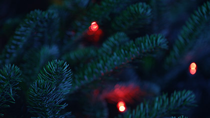 Christmas Pines Red Lights