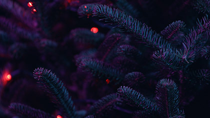 Christmas Pines Red Lights Purple
