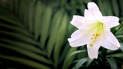 Easter Lily Palms