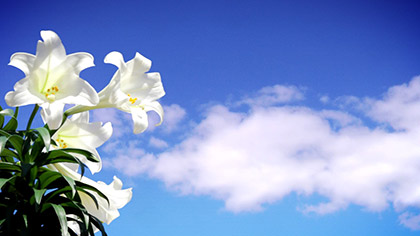 Easter Lily Sky