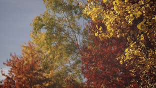 Fall Colors Longplay