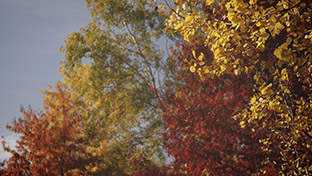 Fall Colors Longplay