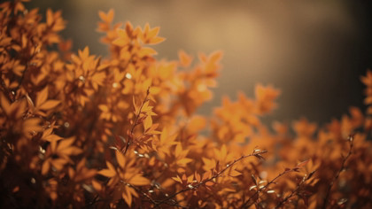 Autumnal Glowing Leaves