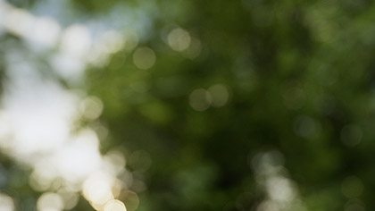 Countryside Bokeh Trees