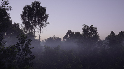 Countryside Foggy Treetops