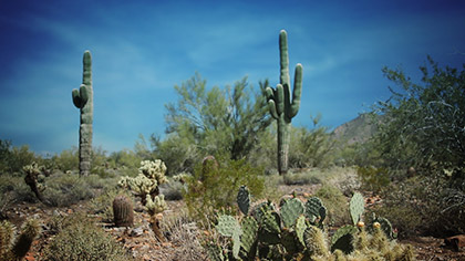 Desert Cactus Blue Sky