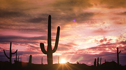 Desert Sunset