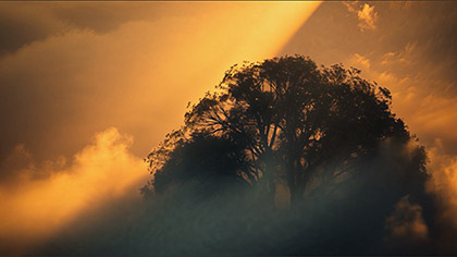 Eden Clouded Treetops