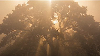 Eden Ethereal Tree