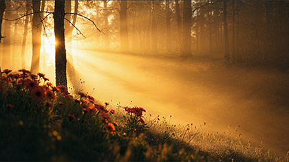 Eden Floral Hillside