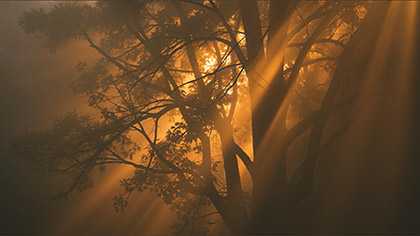 Eden Golden Treelight