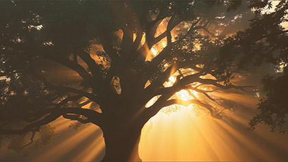 Eden Tree Silhouette