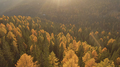 Epic Autumn Aerial Golden Pines