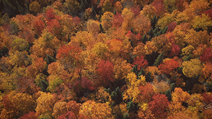 Epic Autumn Aerial Overhead View