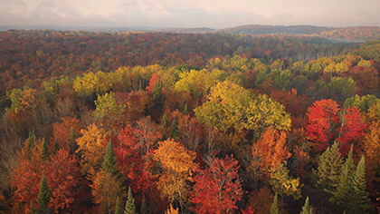 Epic Autumn Aerial Reverse Flight