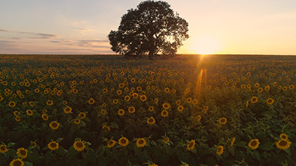 Epic Autumn Aerial Sunflower Sunset