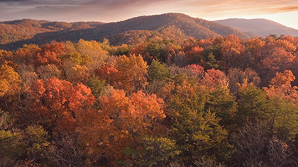 Epic Autumn Aerial Vivid Trees