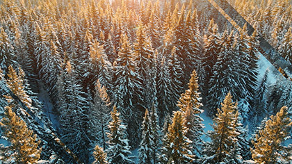 Epic Winter Aerial Closeup Trees