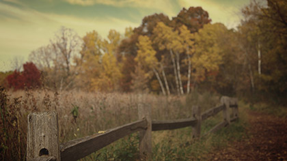 Fall Colors Fence Trees