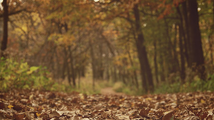 Fall Colors Forest Path