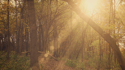 Fall Colors Forest Rays