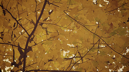 Fall Colors Golden Leaves