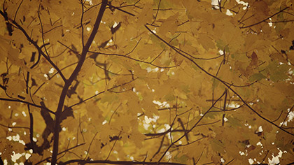 Fall Colors Golden Leaves