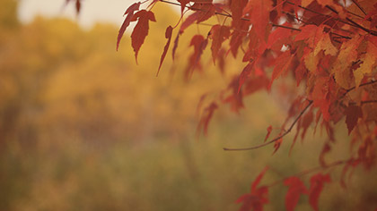 Fall Colors Red Leaves